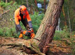 Trusted Coto De Caza, CA  Tree Services Experts